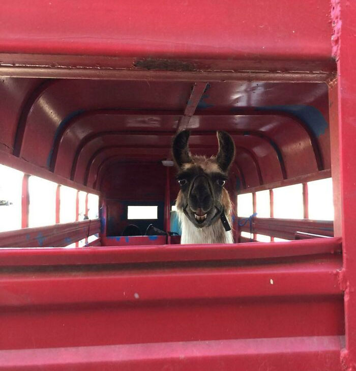 Mi tía trabaja para un veterinario y este tipo había reservado hora para un chequeo