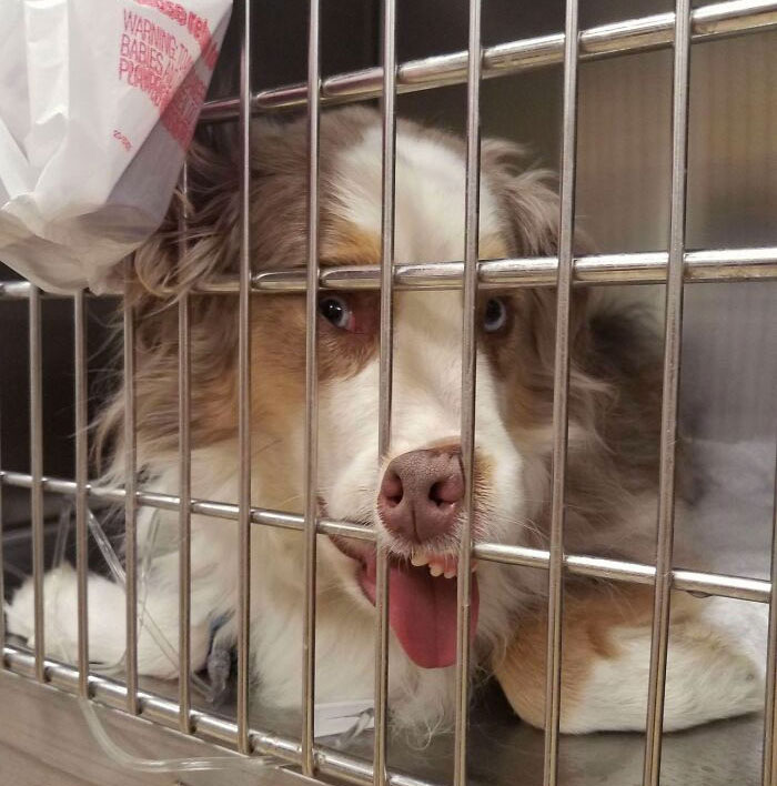 Mi perro insistió en mantener su cara así en el veterinario. Estaba ligeramente sedado