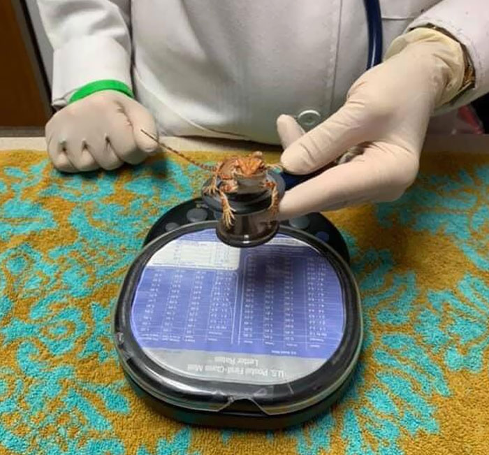 Así es como los veterinarios escuchan tu corazón cuando pesas cinco gramos