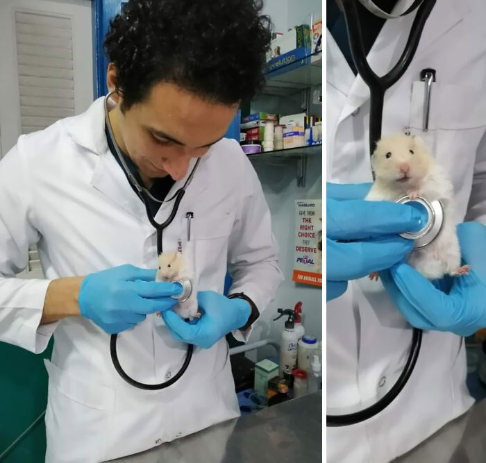 Hammie en el veterinario por un chequeo