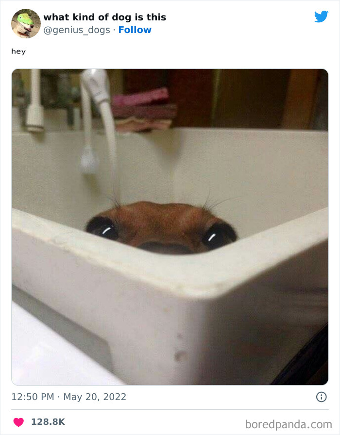 "What Kind Of Dog Is This": 50 Hilarious Dog Photos To Put A Smile On Your Face, As Shared On This Twitter Page (New Pics)