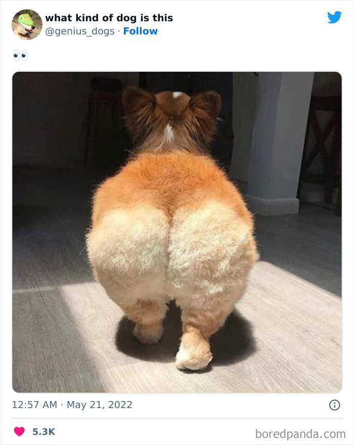 "What Kind Of Dog Is This": 50 Hilarious Dog Photos To Put A Smile On Your Face, As Shared On This Twitter Page (New Pics)