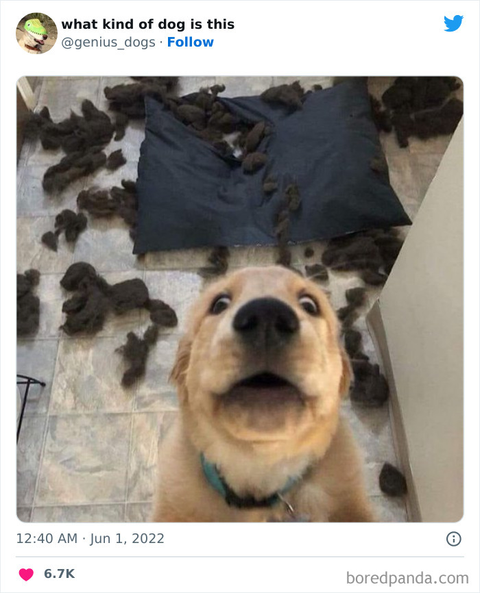 "What Kind Of Dog Is This": 50 Hilarious Dog Photos To Put A Smile On Your Face, As Shared On This Twitter Page (New Pics)