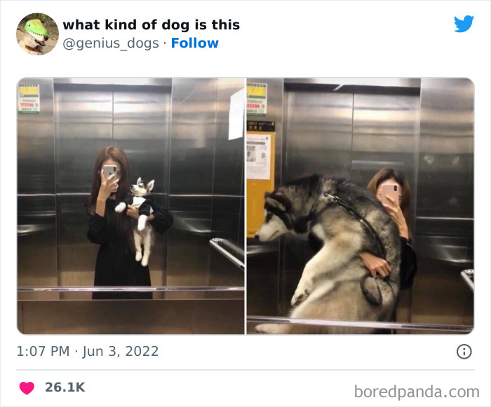 "What Kind Of Dog Is This": 50 Hilarious Dog Photos To Put A Smile On Your Face, As Shared On This Twitter Page (New Pics)