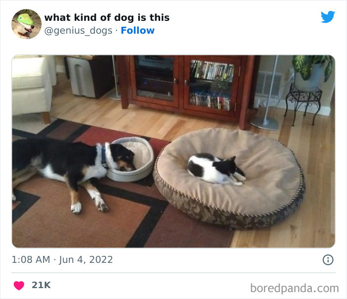 "What Kind Of Dog Is This": 50 Hilarious Dog Photos To Put A Smile On Your Face, As Shared On This Twitter Page (New Pics)