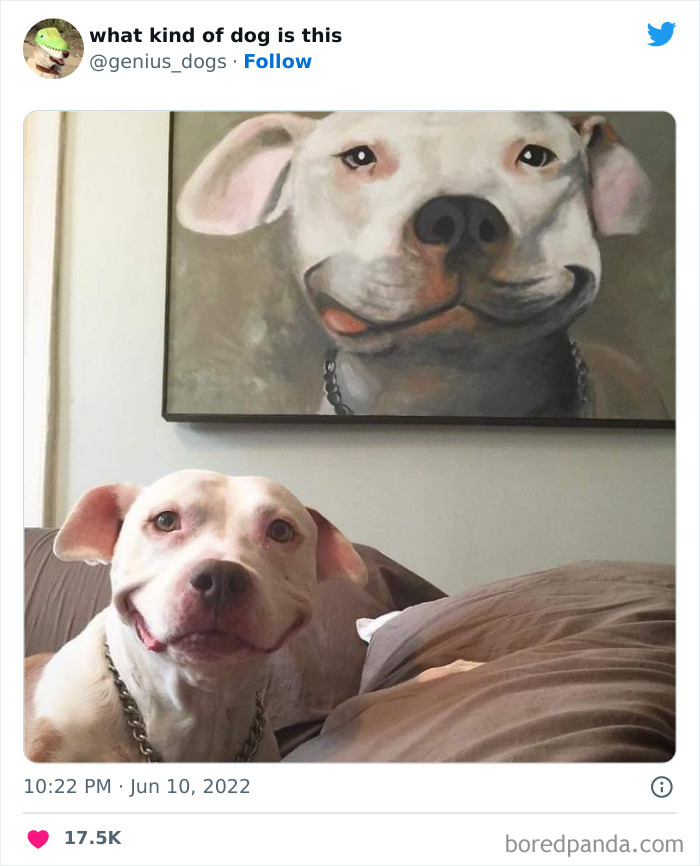 "What Kind Of Dog Is This": 50 Hilarious Dog Photos To Put A Smile On Your Face, As Shared On This Twitter Page (New Pics)