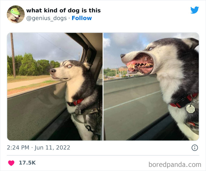 "What Kind Of Dog Is This": 50 Hilarious Dog Photos To Put A Smile On Your Face, As Shared On This Twitter Page (New Pics)