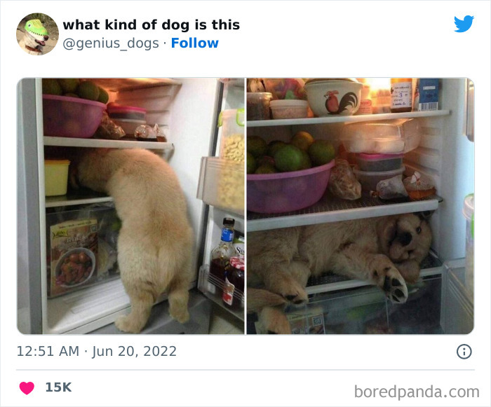 "What Kind Of Dog Is This": 50 Hilarious Dog Photos To Put A Smile On Your Face, As Shared On This Twitter Page (New Pics)
