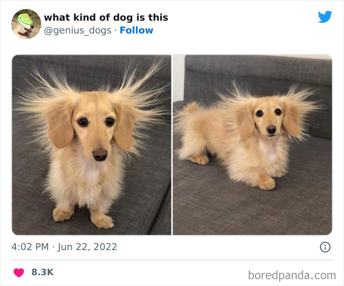 "What Kind Of Dog Is This": 50 Hilarious Dog Photos To Put A Smile On Your Face, As Shared On This Twitter Page (New Pics)