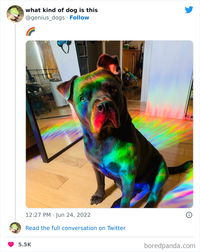 "What Kind Of Dog Is This": 50 Hilarious Dog Photos To Put A Smile On Your Face, As Shared On This Twitter Page (New Pics)