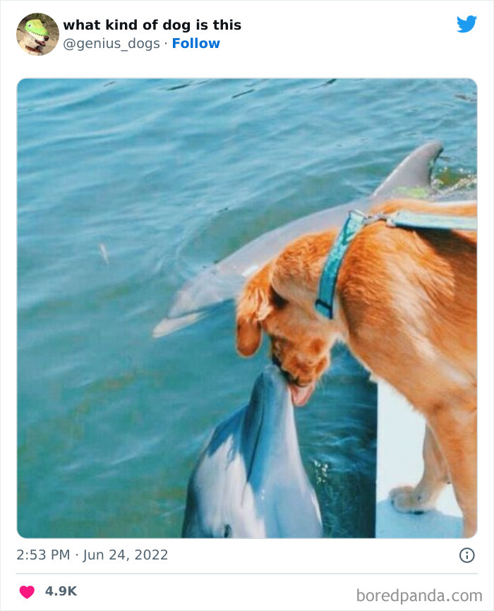 "What Kind Of Dog Is This": 50 Hilarious Dog Photos To Put A Smile On Your Face, As Shared On This Twitter Page (New Pics)