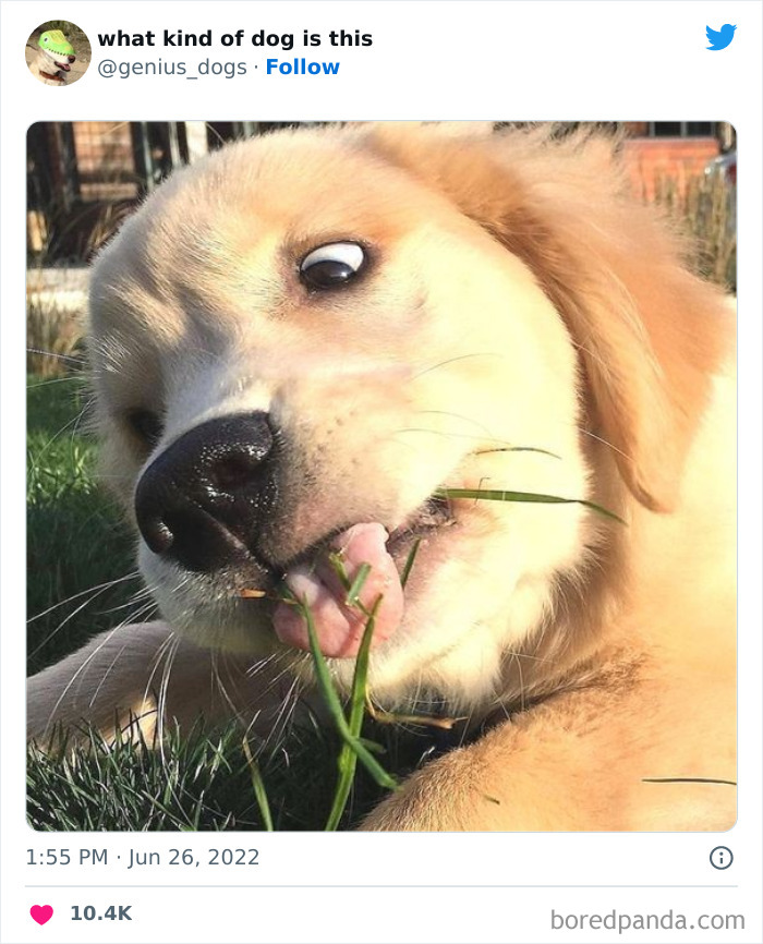 "What Kind Of Dog Is This": 50 Hilarious Dog Photos To Put A Smile On Your Face, As Shared On This Twitter Page (New Pics)
