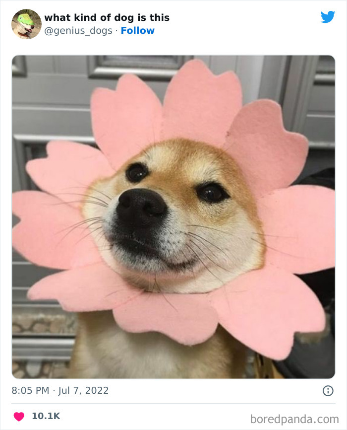 "What Kind Of Dog Is This": 50 Hilarious Dog Photos To Put A Smile On Your Face, As Shared On This Twitter Page (New Pics)