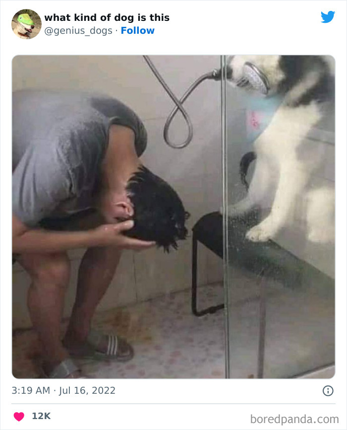 "What Kind Of Dog Is This": 50 Hilarious Dog Photos To Put A Smile On Your Face, As Shared On This Twitter Page (New Pics)