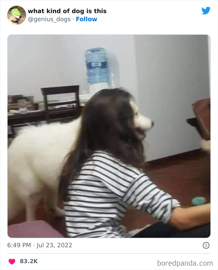 "What Kind Of Dog Is This": 50 Hilarious Dog Photos To Put A Smile On Your Face, As Shared On This Twitter Page (New Pics)
