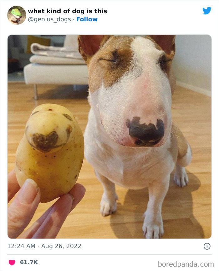 "What Kind Of Dog Is This": 50 Hilarious Dog Photos To Put A Smile On Your Face, As Shared On This Twitter Page (New Pics)