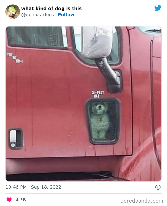 "What Kind Of Dog Is This": 50 Hilarious Dog Photos To Put A Smile On Your Face, As Shared On This Twitter Page (New Pics)