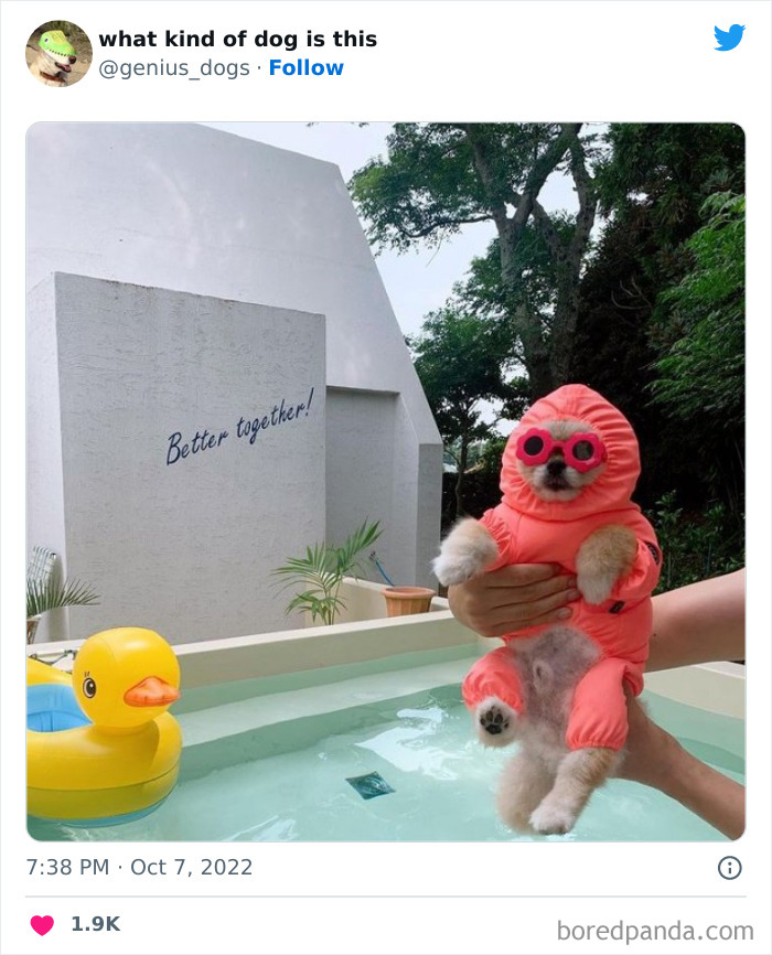 "What Kind Of Dog Is This": 50 Hilarious Dog Photos To Put A Smile On Your Face, As Shared On This Twitter Page (New Pics)