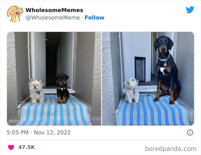 50 Wholesome Memes As Shared By This Page To Brighten Up Your Day (New Pics)