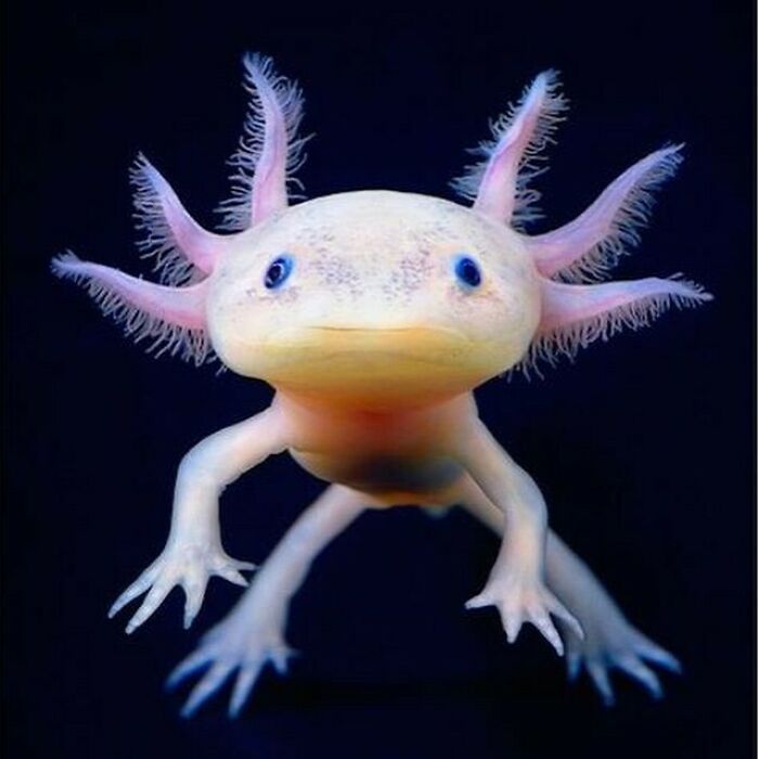 La salamandra mexicana (Ajolote) o pez andante mexicano, es una salamandra neoténica, estrechamente relacionada con la salamandra tigre