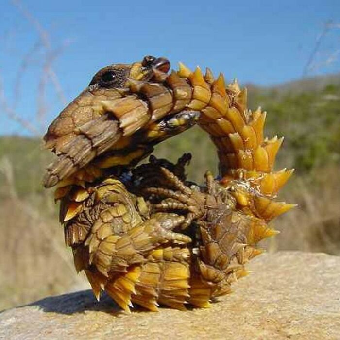 El dragón espinoso es un lagarto australiano, también conocido como diablo de la montaña, lagarto espinoso o Moloch