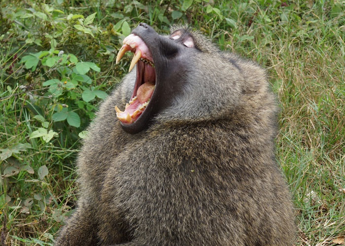 21 Detalles peculiares que son normales en algunos países pero no en el resto del mundo