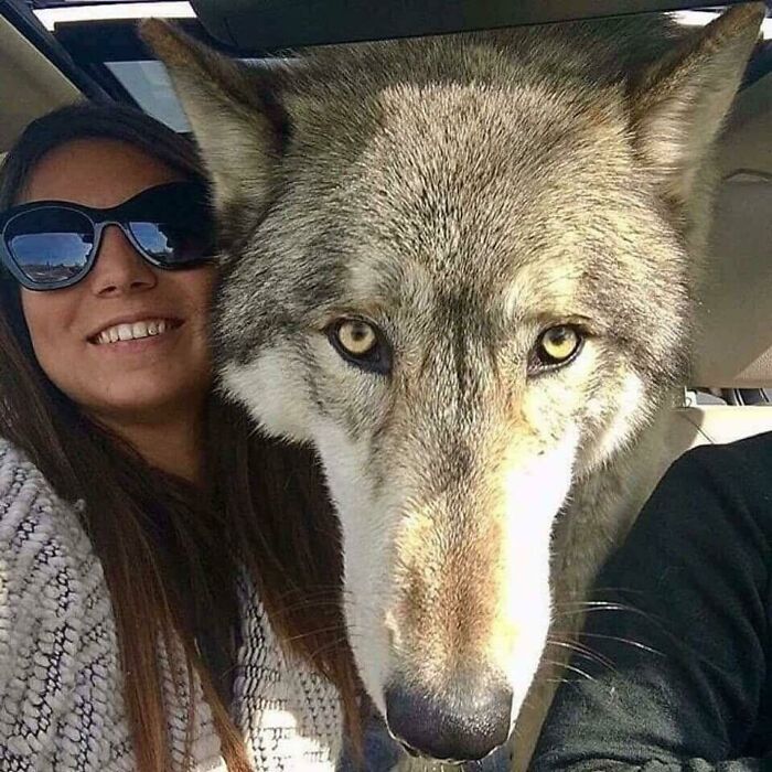 Un mal propietario de perros abandonó a este perro lobo en un refugio que eutanasia perros cuando se hizo demasiado grande y difícil de manejar. Por suerte, un santuario lo acogió y le ¡salvó la vida!