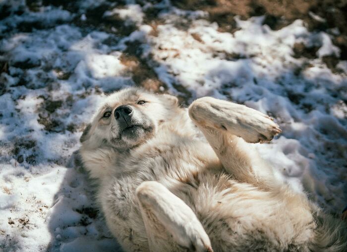 ¿Hay algo más bonito que un perro lobo que quiere que le froten la barriga?