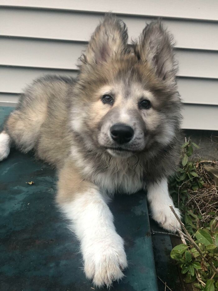 Lobito
