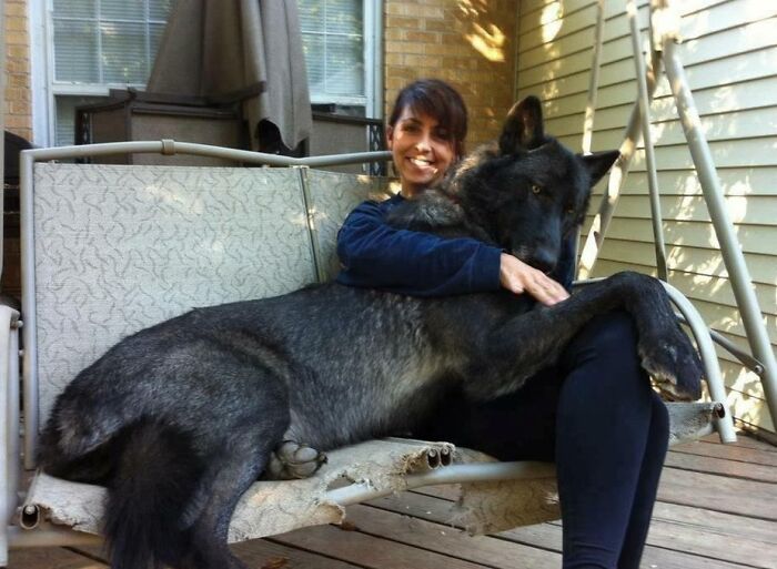 Híbrido de lobo negro