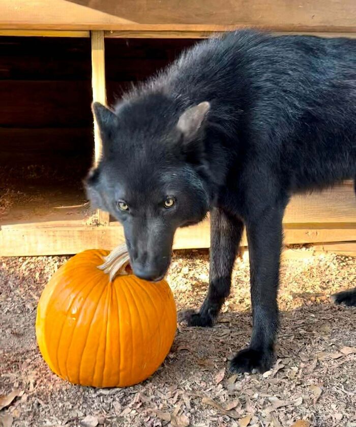 Nox disfrutó de nuestras sobras de Halloween. Parece que acaba de explotar una calabaza