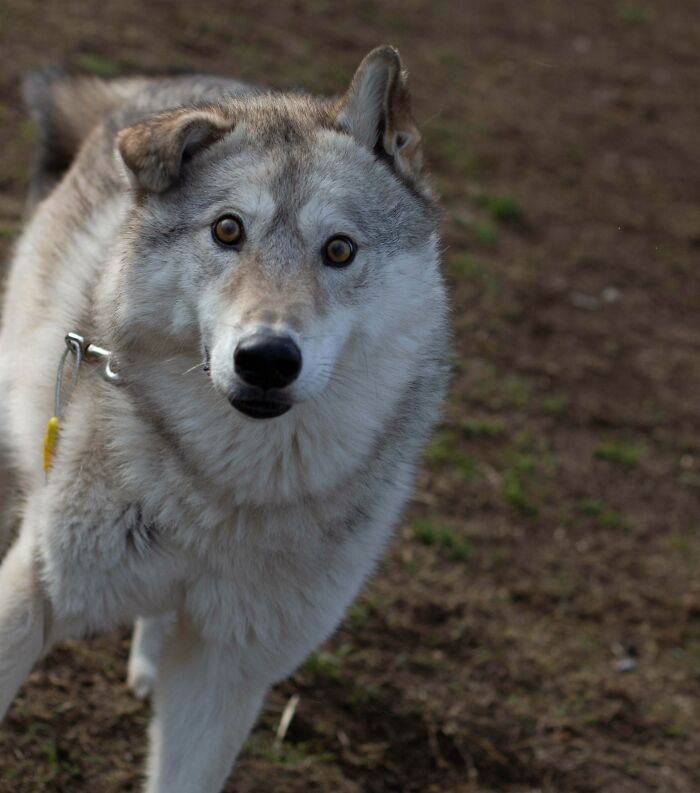 El majestuoso perro lobo