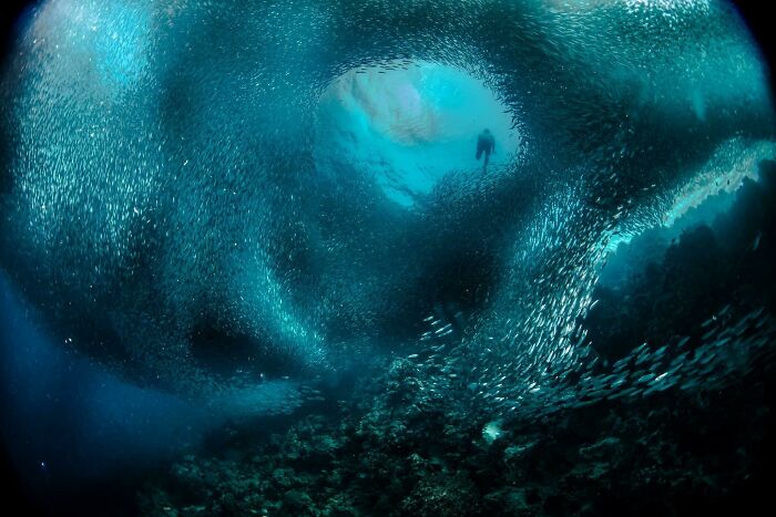 Esta foto fue tomada frente a Moalboal, en la isla de Cebú, Filipinas. Este tipo estaba buceando en apnea sólo con una máscara. Tuve la suerte de atraparlo subiendo a través de una bola de cebo