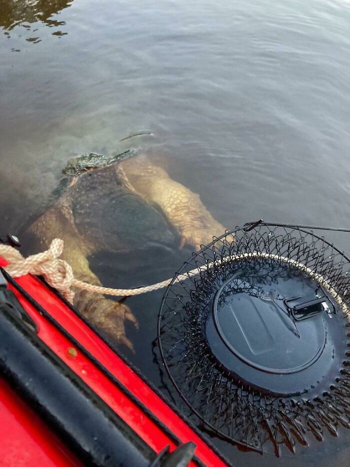 Tortuga lagarto en Brainerd