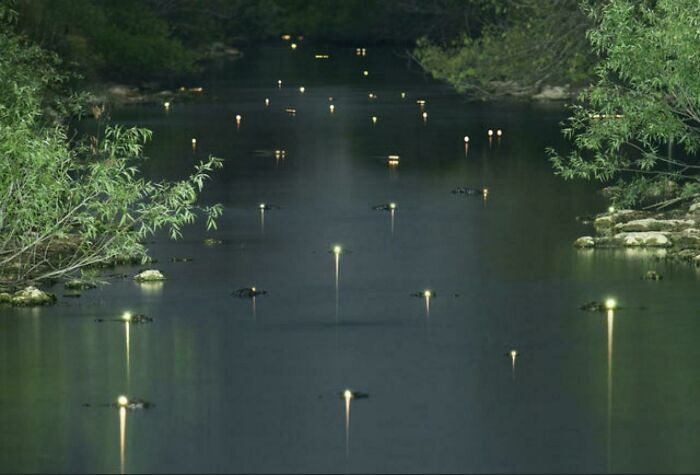 Los ojos brillantes de los caimanes en los Everglades