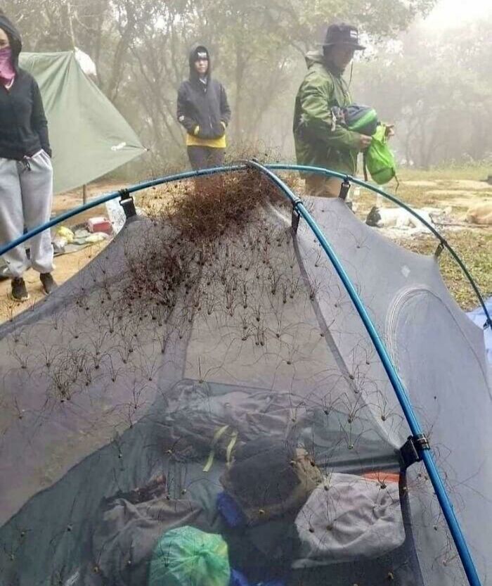  Cuando acampas, el calor de tu cuerpo proporciona un foco térmico para que los insectos se congreguen