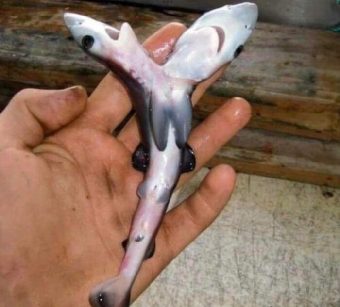 Los tiburones de dos cabezas se ven cada vez más y nadie sabe por qué