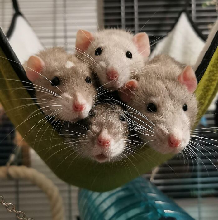 Todas mis ratas quietas, enfocadas y mirando a la cámara