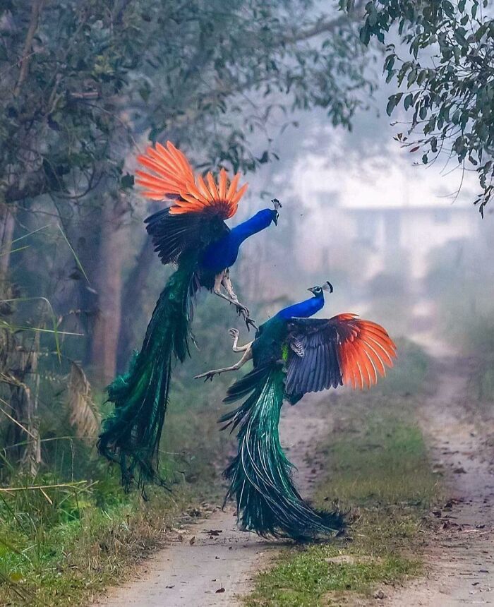 Pavos reales luchando como ángeles