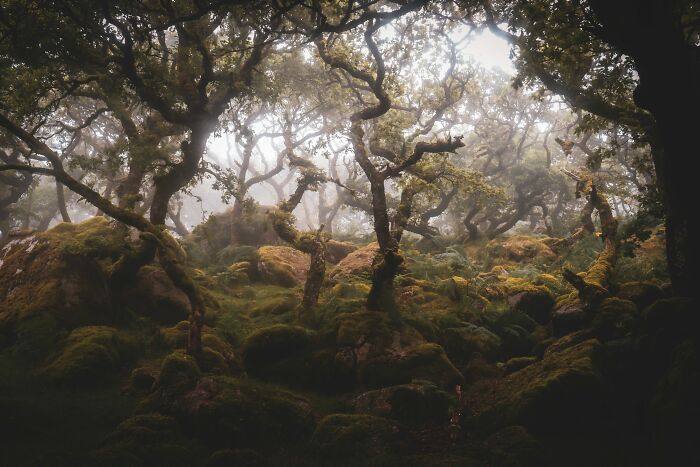 Acampada en un bosquecillo con la neblina de la mañana temprana