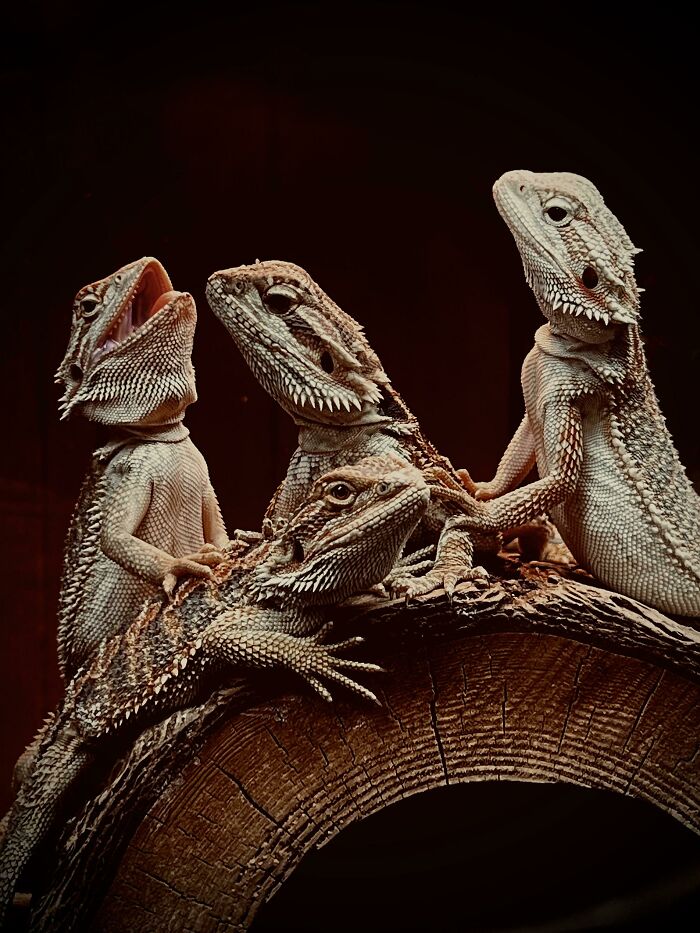 Reunión de dragones barbudos
