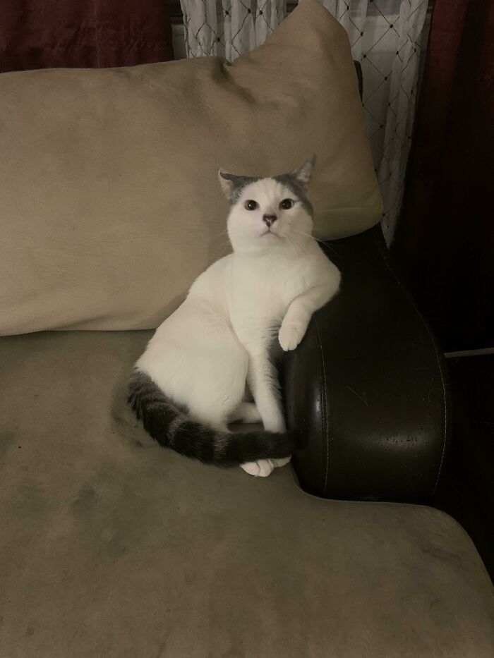Creo que he hecho algo mal porque parece que mi gato quiere que me siente y hable con él