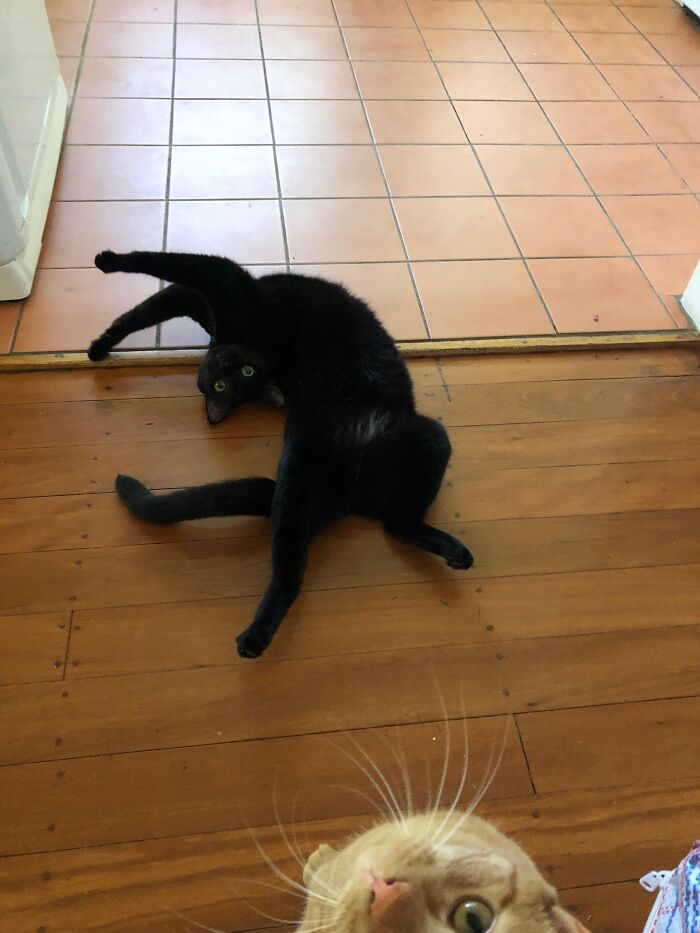 Él es un idiota. Ella se metió en la foto