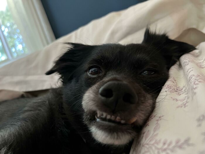 El perro tiene su propia cama. Me desperté para ver que compartíamos la almohada