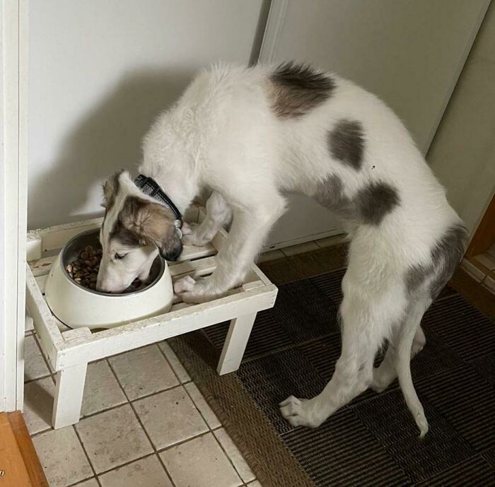 Le compramos un soporte para que no tuviera que agacharse tanto al comer. Sí, sobre eso…