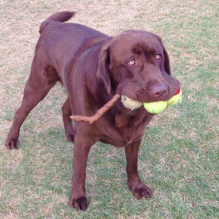 Este buen chico recogió todas las pelotas y un palo extra 12/10