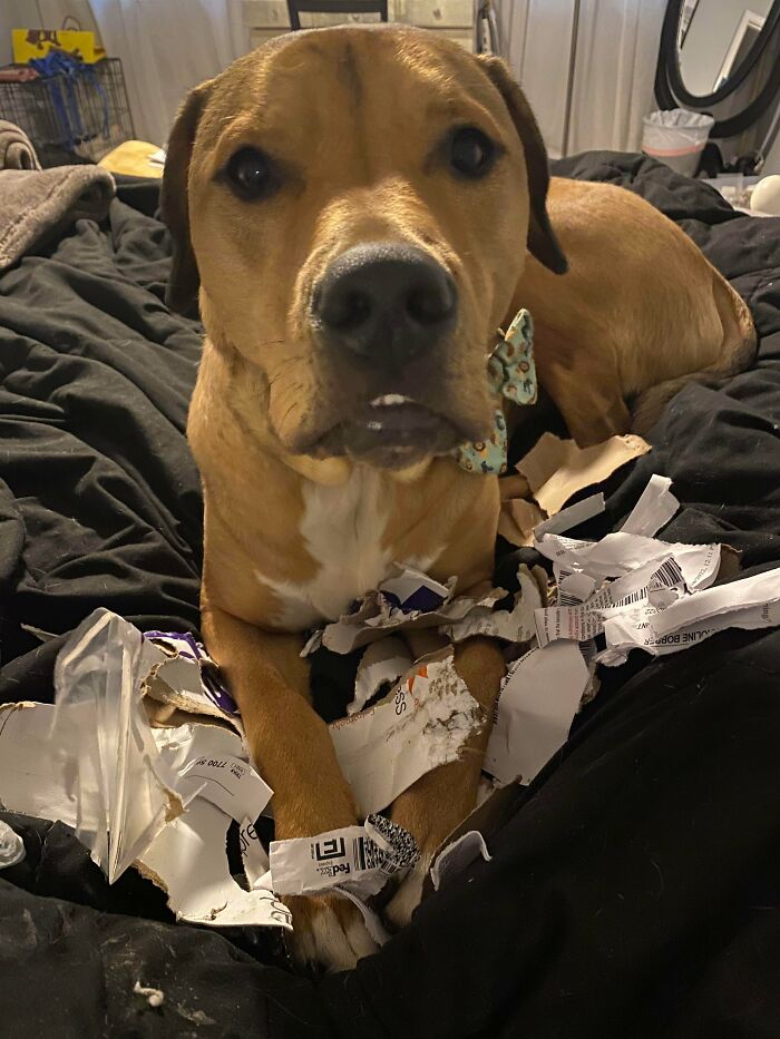 No conseguí el trabajo que quería y mi perro se comió mi carta de rechazo