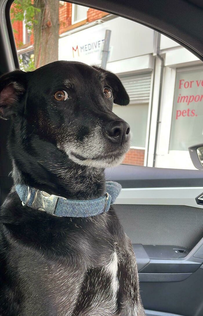 La mirada que le echa el perro de mi mejor amigo cuando se da cuenta de que está en el veterinario y no en el parque