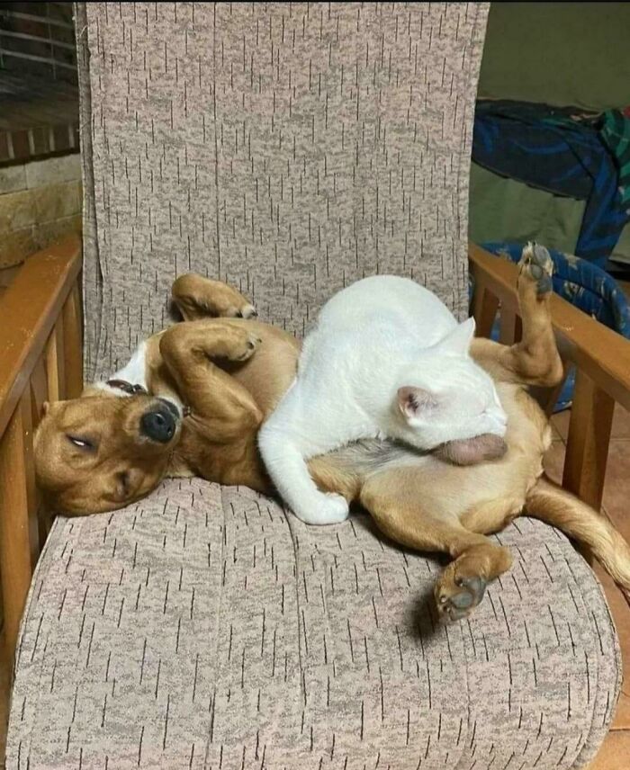 Cómoda... almohada