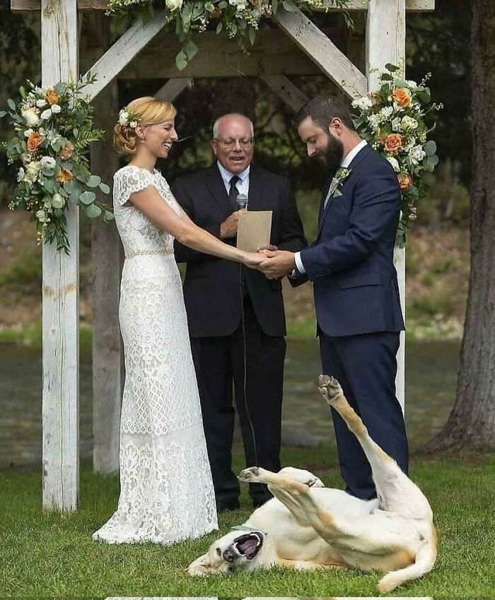 Perro: ¿Que os vais a casar?... Lmao